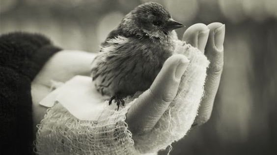 oiseau-dans-la-main